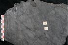 Foto (Detailansicht) von Noeggerathia palmaeformis Goeppert (NHMW-GEO-2024-0188-10744)